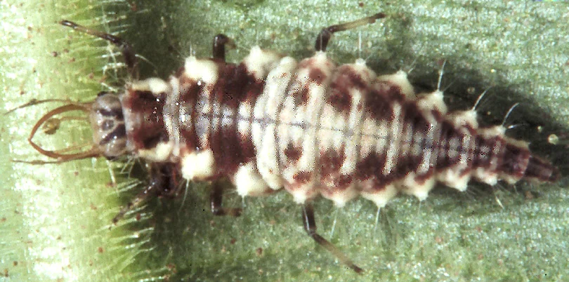 Green Lacewings — photo 2