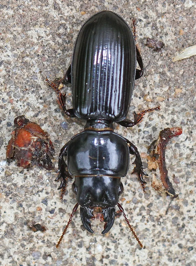 Ground Beetle (Scarites quadriceps) β pest in Middle Tennessee