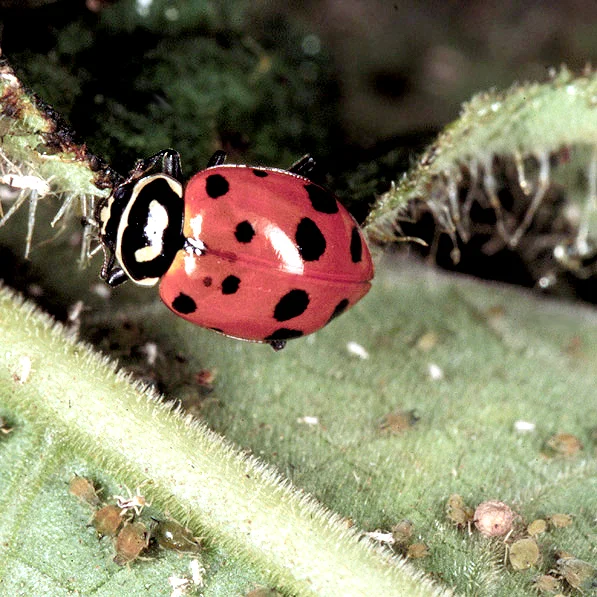 Lady Beetles — photo 2