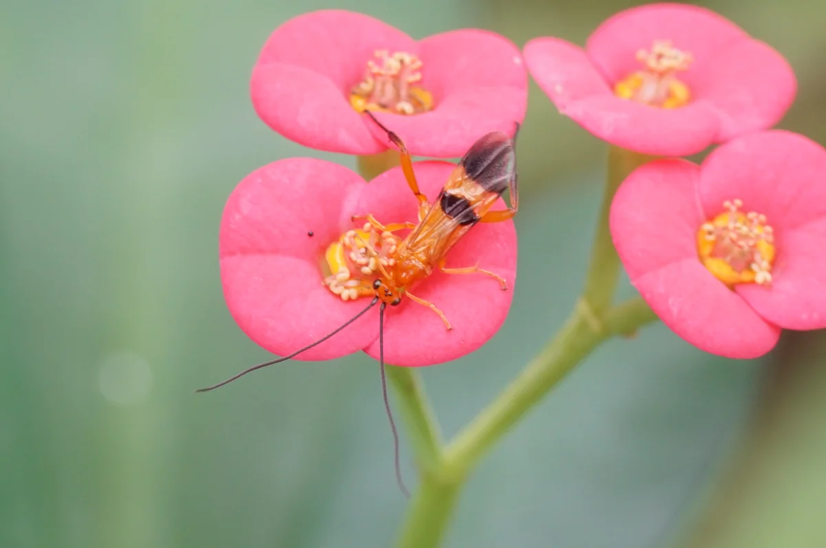 Parasitic Wasp — photo 3