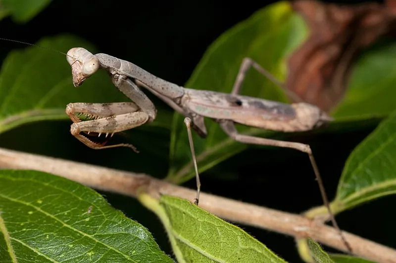 Praying Mantis (Stagmomantis carolina) β pest in Middle Tennessee