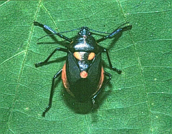 Predaceous Stink Bugs — photo 2