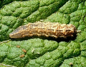 Syrphid Flies — photo 2