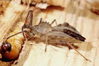 Beneficial Insects in Middle Tennessee