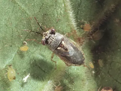 Big-eyed Bugs in Middle Tennessee