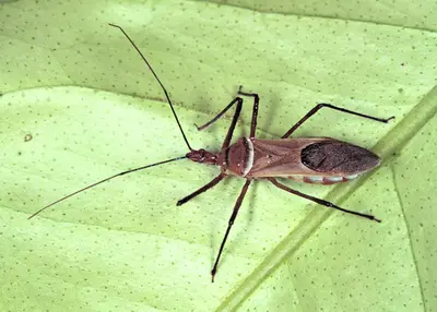 Damsel Bugs in Middle Tennessee