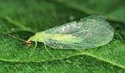 Green Lacewings in Middle Tennessee