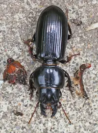 Ground Beetle in Middle Tennessee