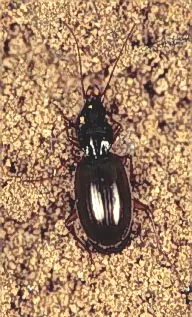 Ground Beetles in Middle Tennessee