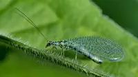 Lacewings in Middle Tennessee