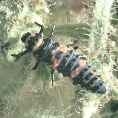 Lady Beetles in Middle Tennessee