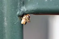 Leafcutting Bees in Middle Tennessee