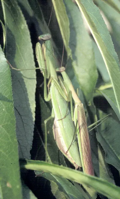 Praying Mantids in Middle Tennessee