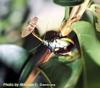 Predaceous Stink Bugs (Many stink bugs are pests, but predaceous) in Middle Tennessee
