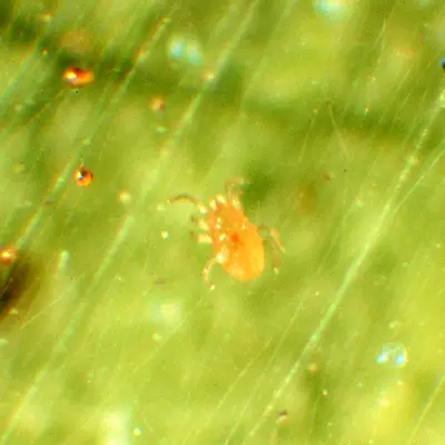 Predatory Mites (Predatory mites move rapidly to catch) in Middle Tennessee
