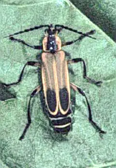 Soldier Beetles (Adults resemble fireflies) in Middle Tennessee