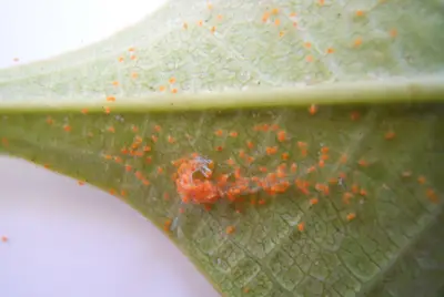 Spider Mite () in Middle Tennessee