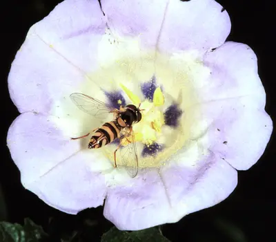 Syrphid Flies (The harmless adults resemble bees,) in Middle Tennessee