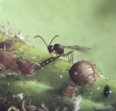 Tiny Parasitic Wasps (Micro- and mini-wasps can sting) in Middle Tennessee