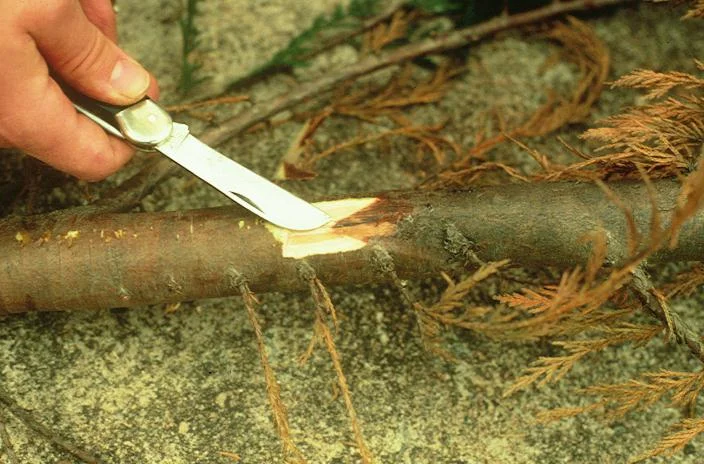 Botryosphaeria Canker — photo 2