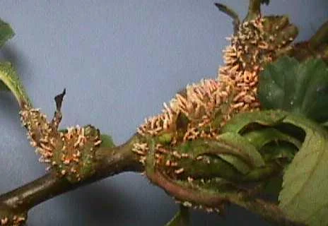 Cedar Quince Rust — photo 2