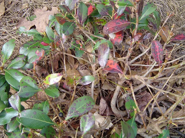 Entomosporium — photo 2