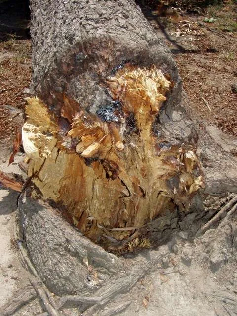 Girdling Roots — photo 2