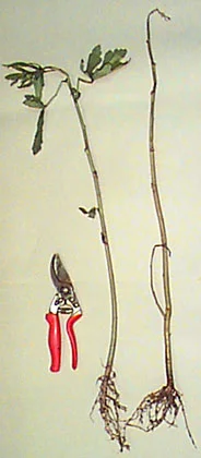 Identifying Plant Diseases — photo 2