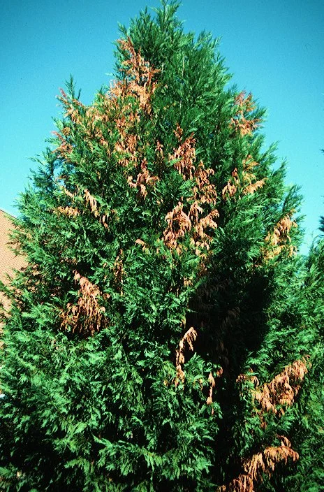 Leyland Cypress Problems — photo 2