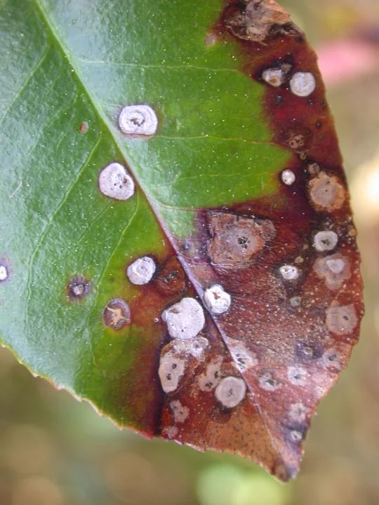 Mycosphaerella — photo 2