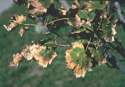 Observation — photo 2