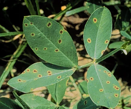 Plant Disease Agents — photo 2