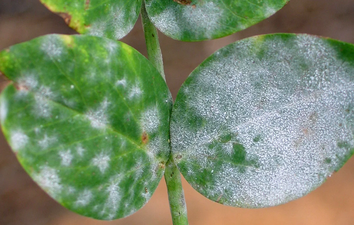 Powdery Mildew — photo 2