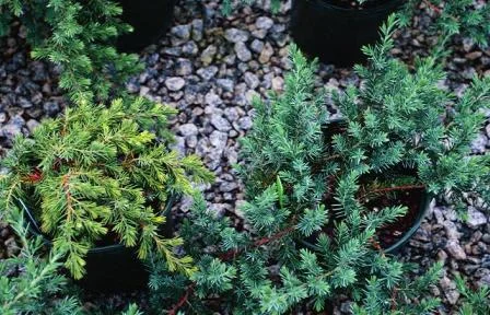 Root Disease Symptoms — photo 2