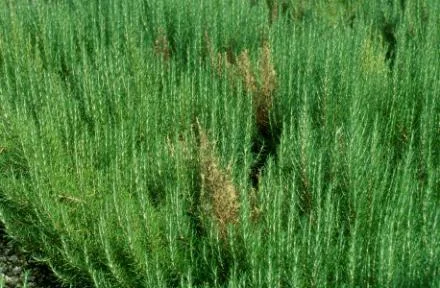 Root Disease Symptoms — photo 3