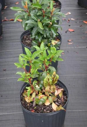 Root Disease Symptoms — photo 4