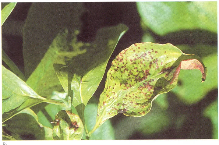 Spot Anthracnose — photo 2