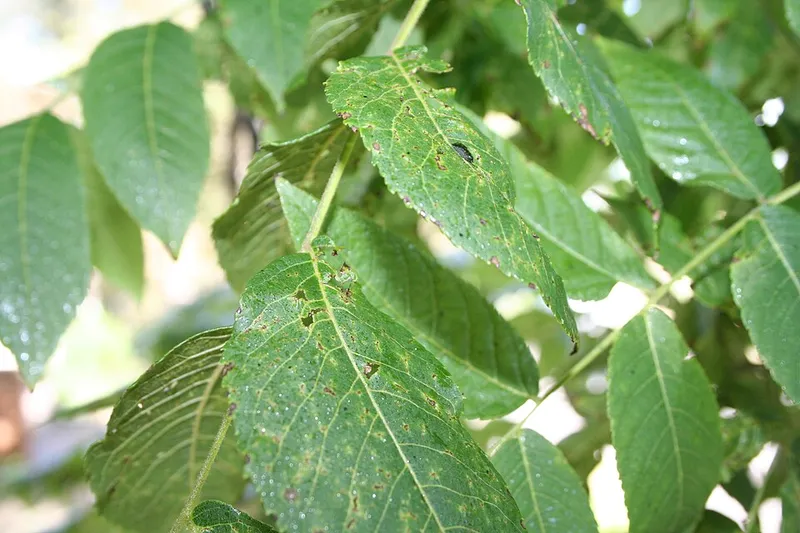 Thousand Cankers Disease (Geosmithia morbida) β lawn disease in Middle Tennessee