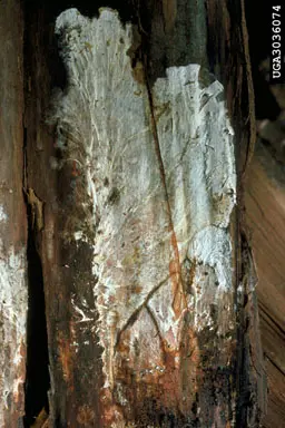 Armillaria Root Rot -Oak disease in Middle Tennessee