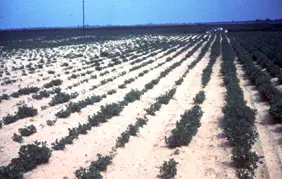 Bacteria disease in Middle Tennessee