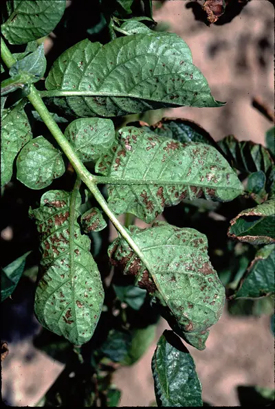 Before disease in Middle Tennessee