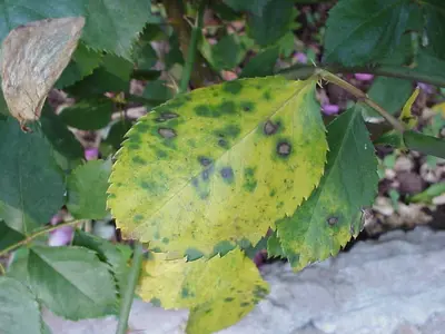 Blackspot Of Rose disease in Middle Tennessee