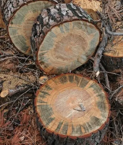 Blue Stain Fungi disease in Middle Tennessee