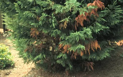 Botryosphaeria Canker disease in Middle Tennessee