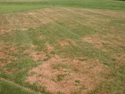 Brown Patch Of Turf disease in Middle Tennessee