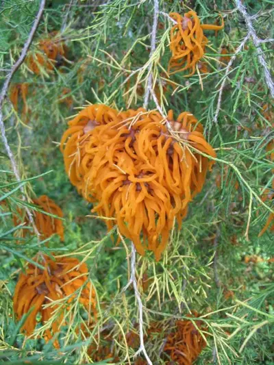 Cedar-apple disease in Middle Tennessee