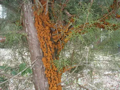Cedar Quince Rust disease in Middle Tennessee
