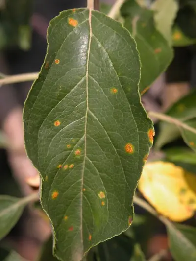 Cedar disease in Middle Tennessee