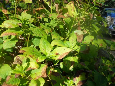 Cercospora disease in Middle Tennessee