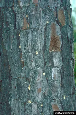 Check disease in Middle Tennessee